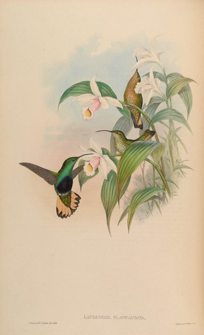 Lafresnaya flavicaudata = Lafresnaya lafresnayi flavicaudata von John Gould